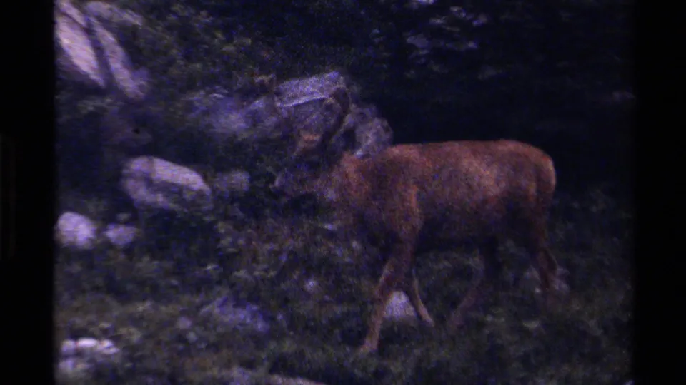 1979 British Columbia 8mm frame showing the antlered reindeer in profile as it crosses rocky forest undergrowth.