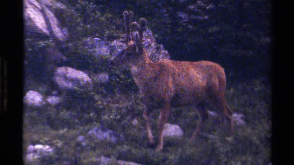 1979 British Columbia 8mm frame with the antlered reindeer partly turned toward the camera in rocky woods.