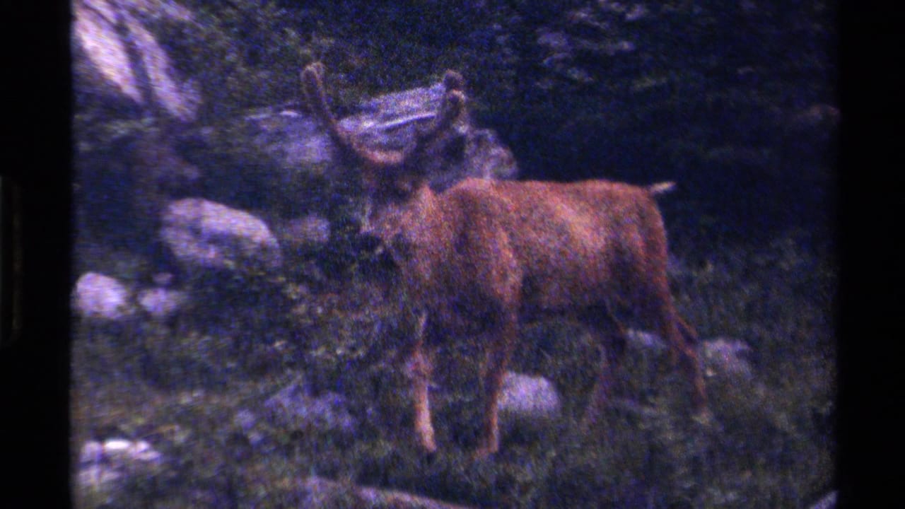 Antlered deer in British Columbia woodland, 1979 metadata, standing near pale rocks on grainy 8mm film.