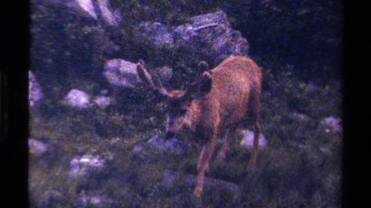 Antlered deer walks through rocky British Columbia woods in 1979 8mm home-movie footage.