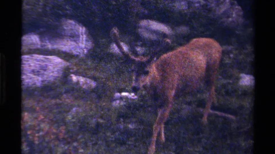 Grainy 8mm frame of an antlered deer lowering its head among rocks in British Columbia woodland.