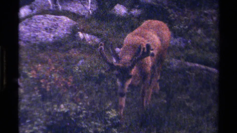 Antlered deer faces the camera in rocky British Columbia woodland, shown with aged 8mm grain and color shift.
