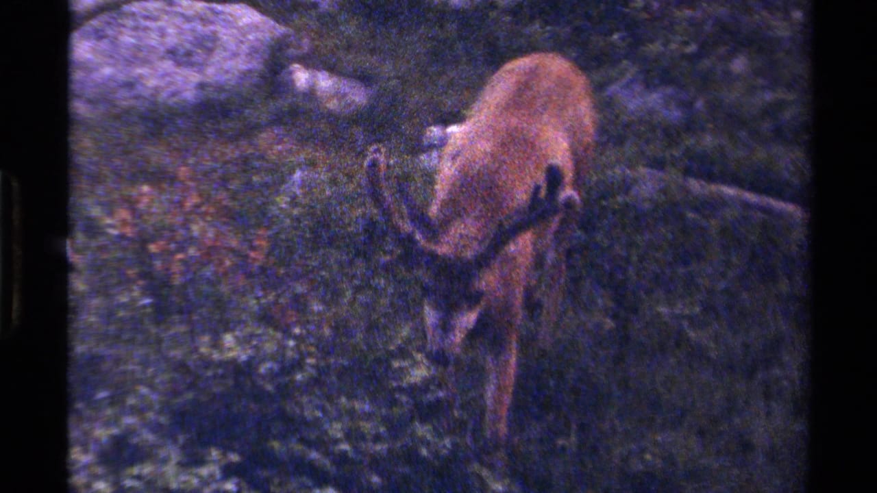 1979 British Columbia 8mm frame showing an antlered grazing animal in forest vegetation, seen through grainy handheld footage.