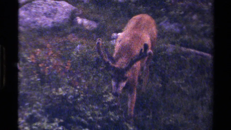 1979 British Columbia 8mm frame showing an antlered grazing animal in forest vegetation, seen through grainy handheld footage.