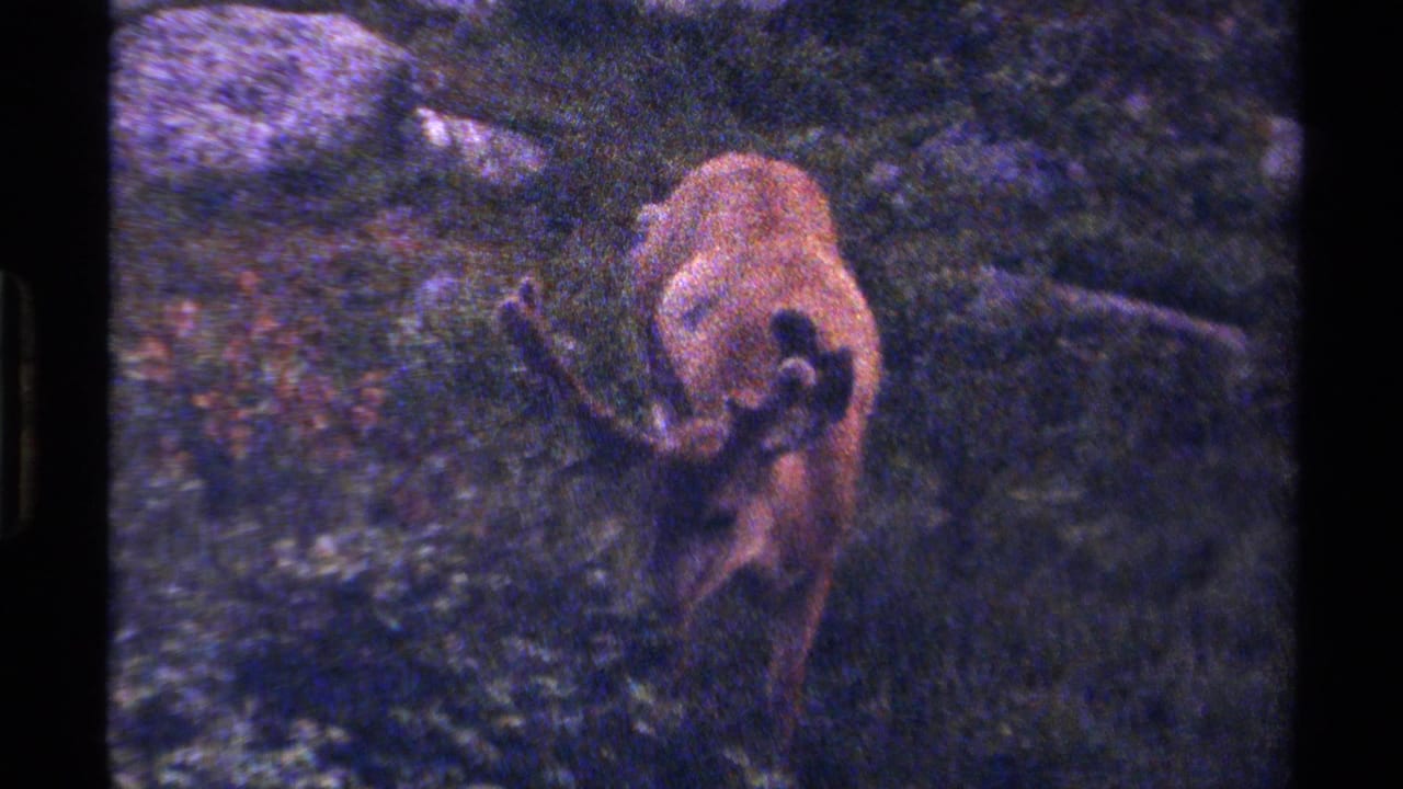 The animal stands in a wooded British Columbia setting, with antlers visible as it feeds in faded 1979 8mm color.