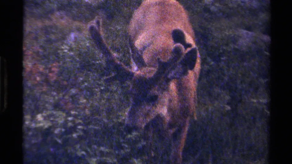 Close 8mm view of an antlered animal in British Columbia, its head near the ground amid dense greenery and rocks.