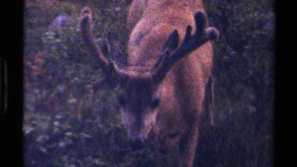 A close final frame shows the antlered animal in a forest habitat, with faded 1979 8mm color and visible scan borders.