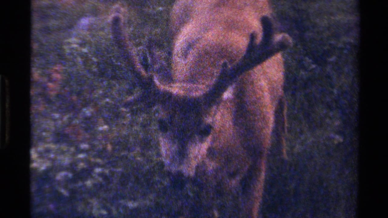 A moose stands in shaded British Columbia vegetation, its broad antlers visible in grainy 1979 8mm footage.