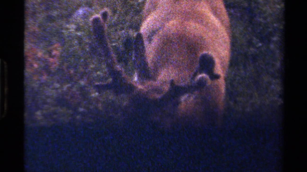 Close view of moose antlers and body in shadowed vegetation.