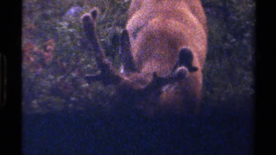 The moose turns or lowers its head in shaded vegetation, with antlers and shoulder visible on grainy 8mm film.