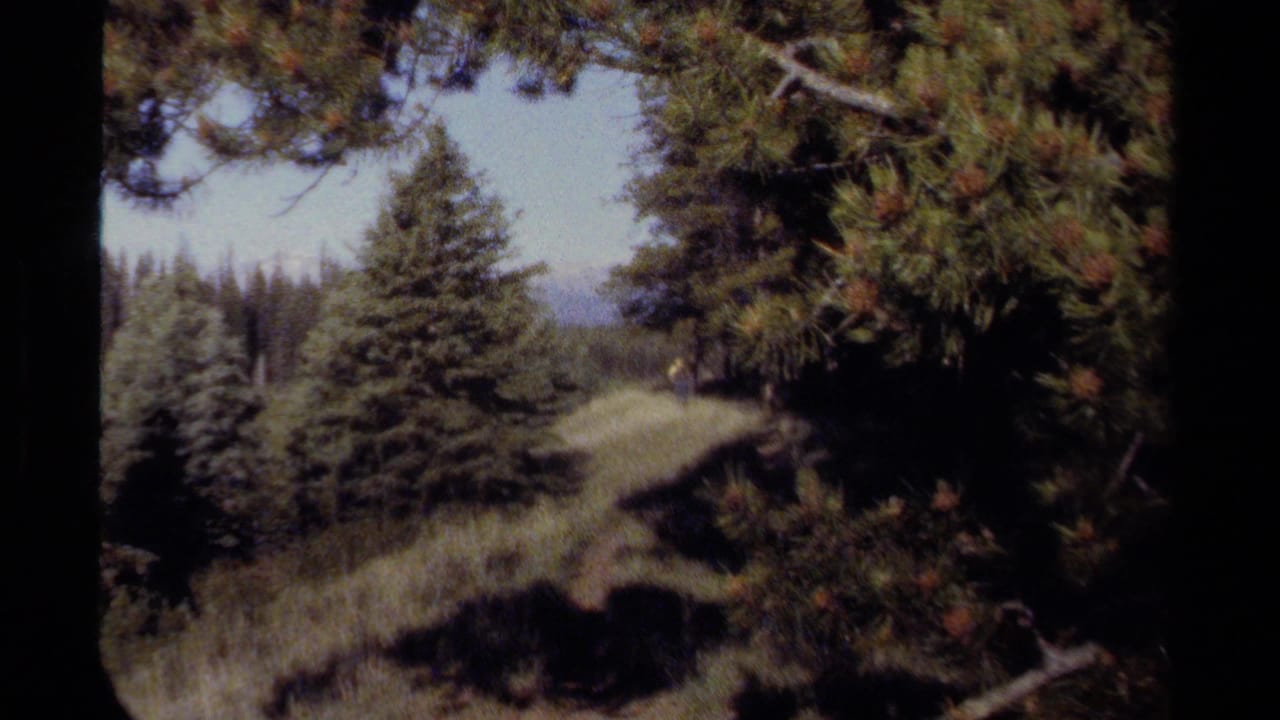 Evergreen trees and a grassy hillside path with distant mountain terrain behind them.