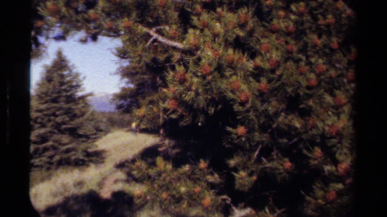 1979 British Columbia 8mm frame with pine branches in the foreground and a sloping evergreen hillside beyond.