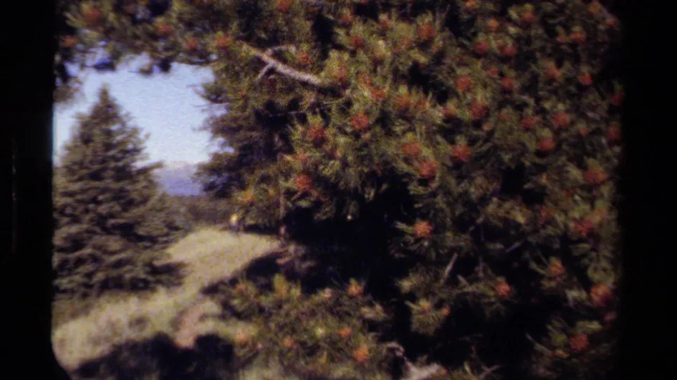 1979 British Columbia 8mm frame with pine branches in the foreground and a sloping evergreen hillside beyond.