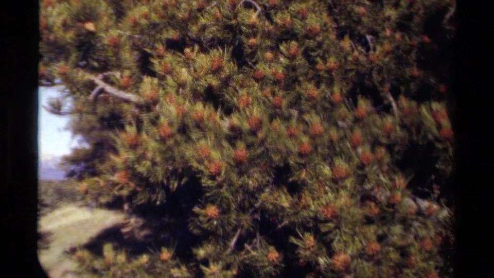 Close 8mm home-movie view of dense British Columbia pine foliage with hillside and distant terrain partly visible.