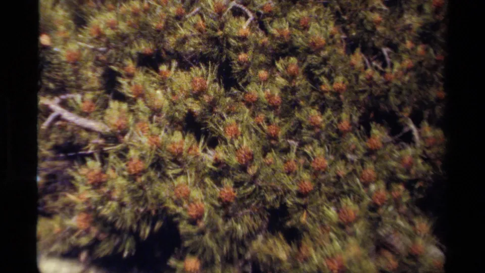 1979 British Columbia 8mm close-up of pine branches and small brown cones, with soft grain and dark frame edges.