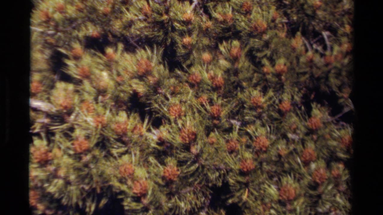 Close view of pine needles with small brown cones on dark branches.