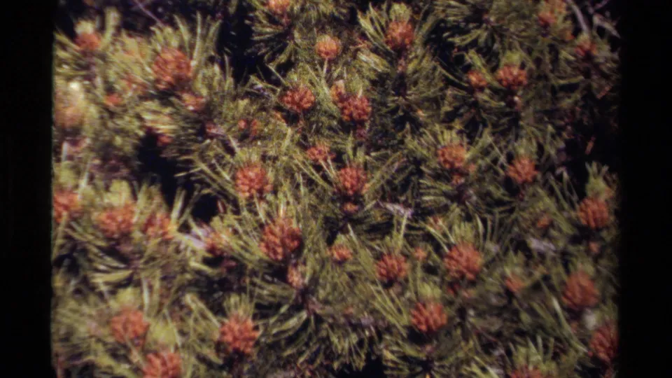 Close 8mm view of pine foliage and small cones, with heavy grain and saturated green-brown color.
