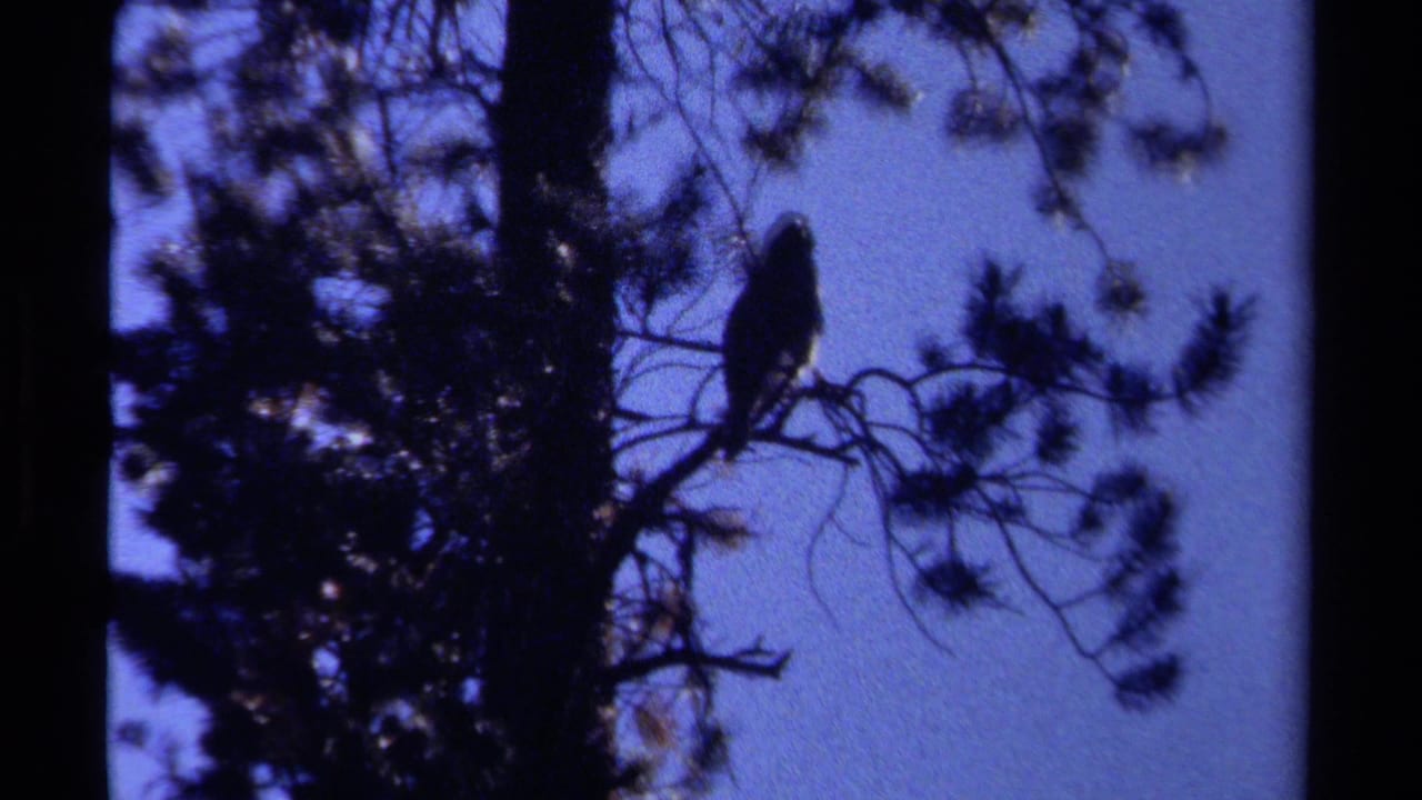 1979 British Columbia 8mm frame showing a dark bird of prey perched among pine branches against blue twilight sky.
