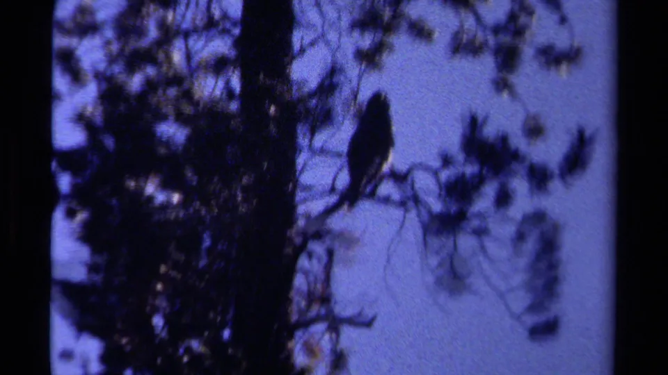 A silhouetted bird remains perched near a pine trunk in this 1979 British Columbia home-movie wildlife frame.