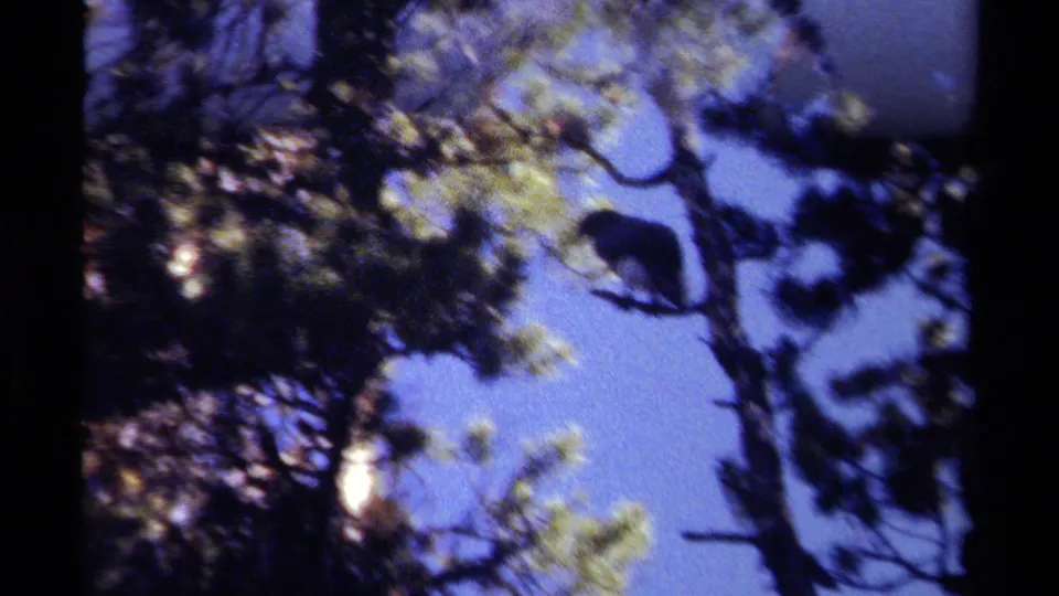 Soft 8mm frame from British Columbia showing a bird-like silhouette among pine branches, with brighter exposure and visible film grain.