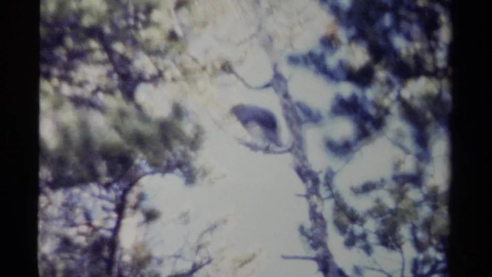 Bright, soft 1979 British Columbia 8mm frame with pine branches and a faint perched bird silhouette in heavy exposure.