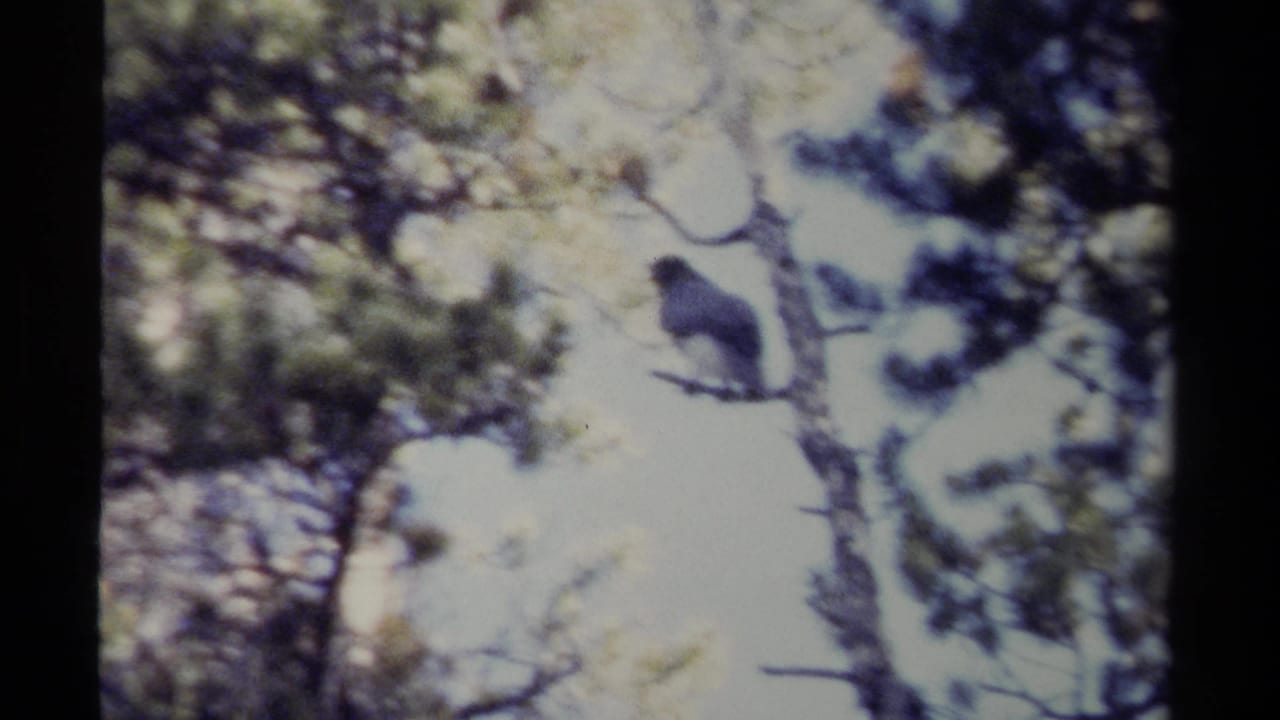 Bird perched on a bare branch framed by conifer trees and bright sky.