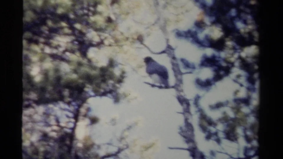 The bird remains perched in a tree, seen through soft 8mm focus with conifers and bright sky in the background.