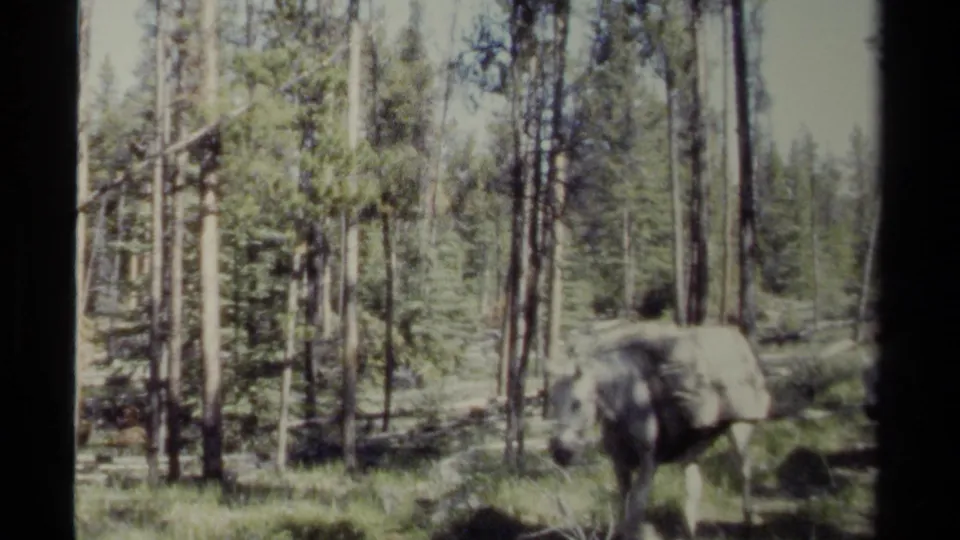 1979 British Columbia 8mm frame showing a pack horse carrying gear through a sparse conifer forest.