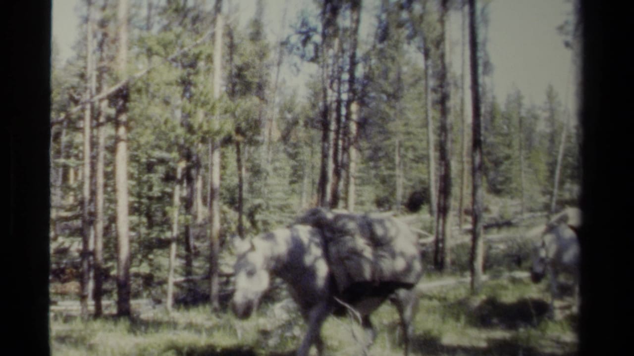 Pack horses moving through a sunlit evergreen forest trail.