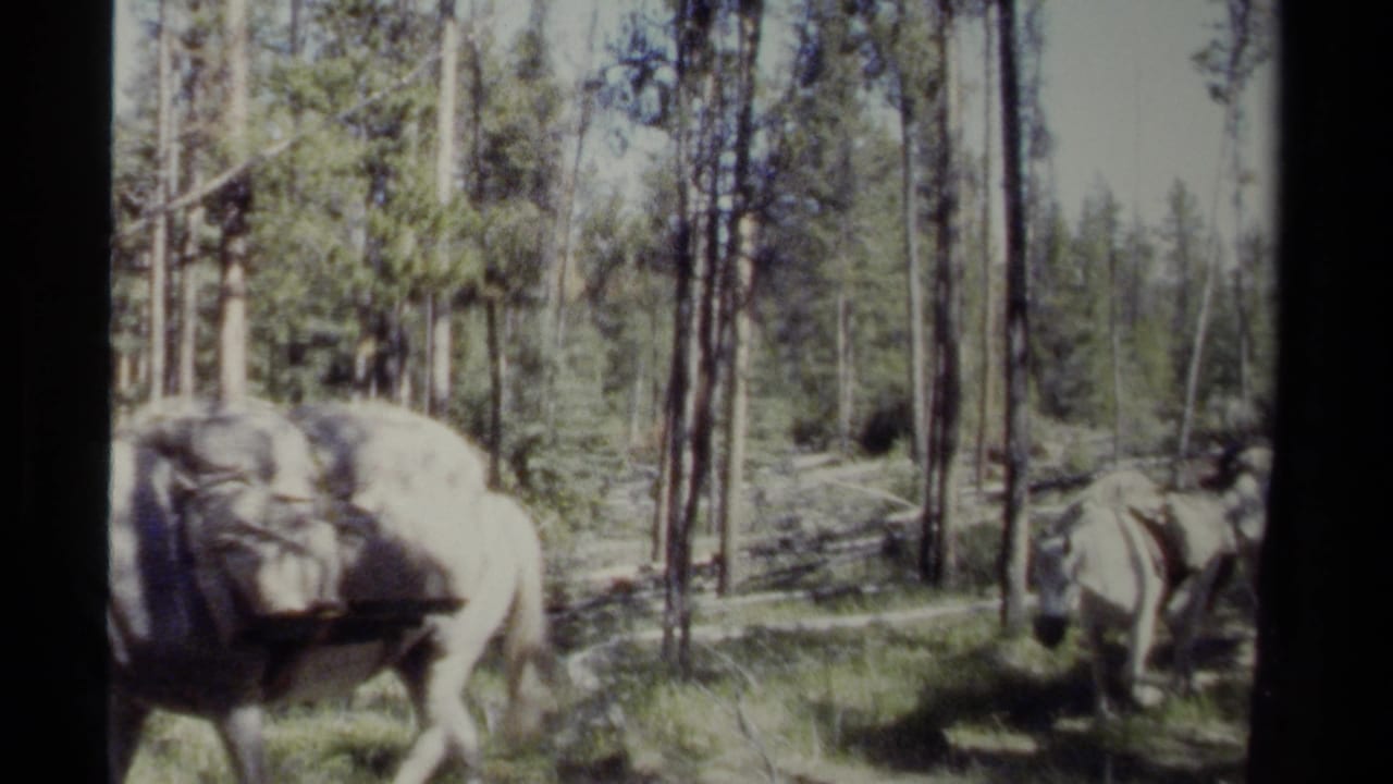 Loaded horse walking past trees with another horse farther right.
