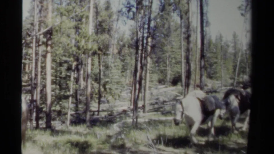 Two horses appear near the lower right of a 1979 8mm forest scene in British Columbia.