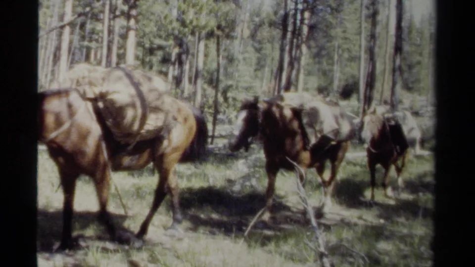 Multiple pack horses move through a British Columbia evergreen forest, with saddlebags and fallen branches visible.