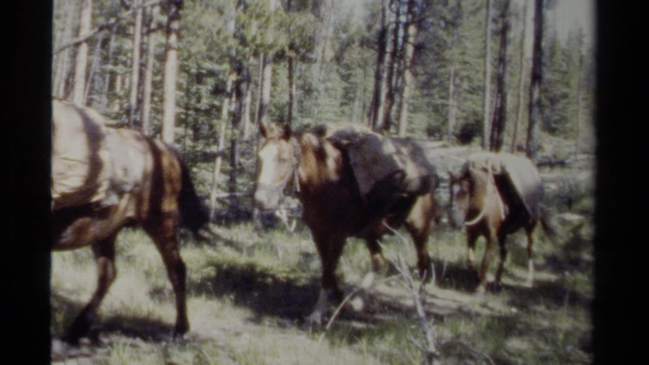 Pack horses move through a sunlit conifer forest.