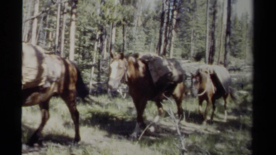 1979 British Columbia 8mm frame showing pack horses walking through a wooded trail area with gear on their backs.
