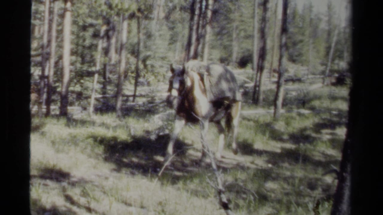 A horse with pack gear stands or moves among trees.