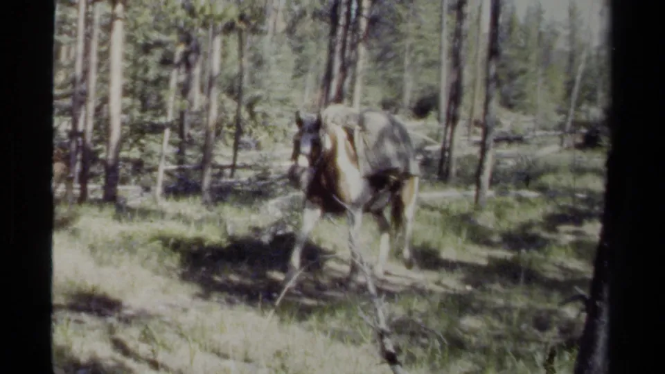 1979 British Columbia frame showing a horse carrying gear in a conifer forest, with sun and shadow across the ground.