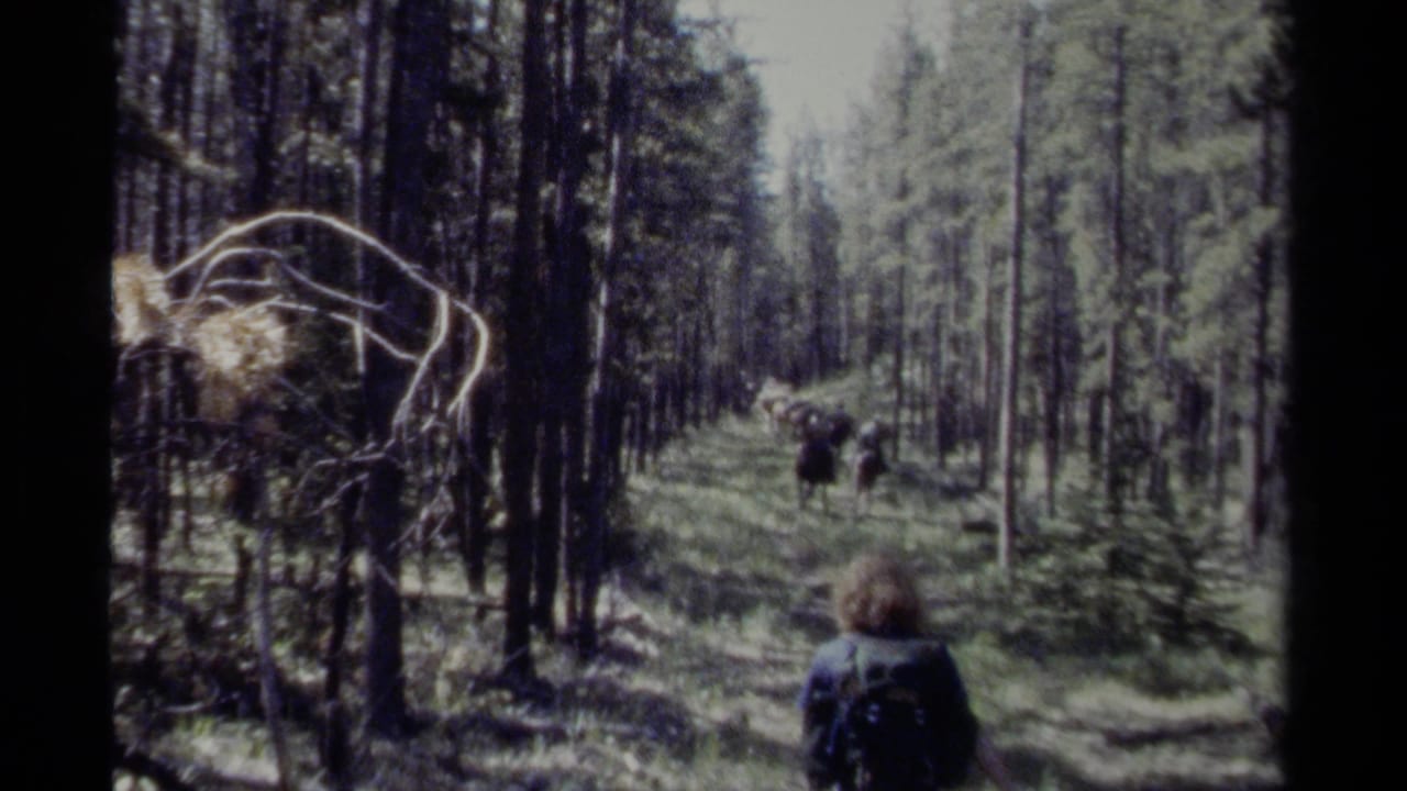 Riders on horseback move along a narrow forest trail between tall trees.