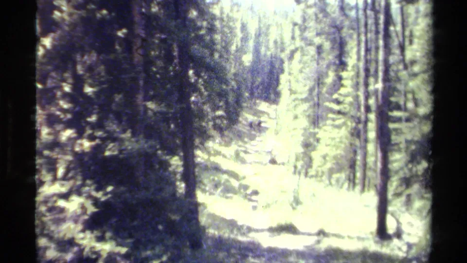 1979 8mm forest view in British Columbia, showing tall pines around a bright path or clearing with heavy grain and blown highlights.