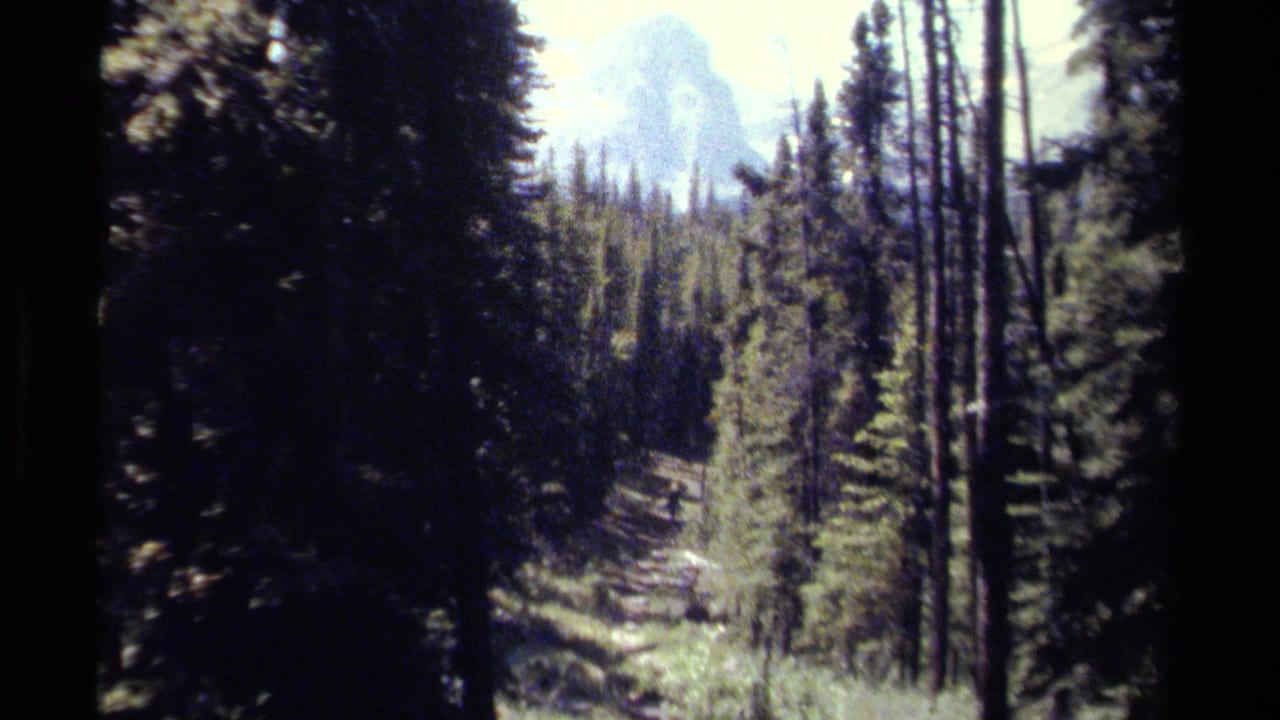 1979 British Columbia 8mm frame showing tall evergreens, deep shade, a small trail, and distant pale mountain peaks.