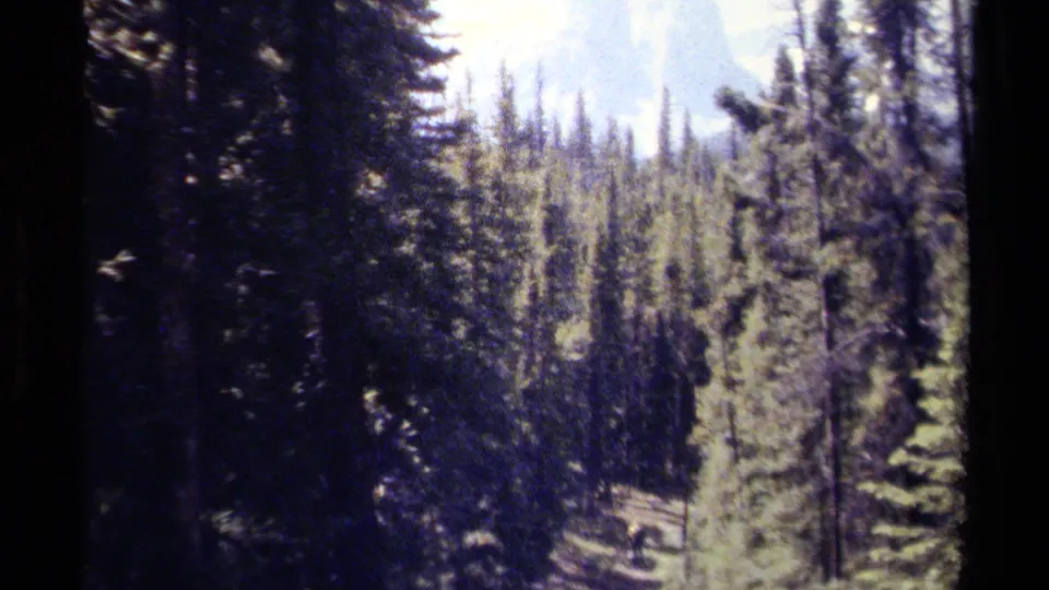 1979 British Columbia home-movie frame with blurred evergreens, a narrow path, dark tree trunks, and pale mountains behind.