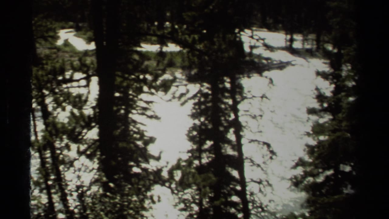 Shadowed 8mm view of reflective stream water seen through evergreen trunks in British Columbia, Canada.