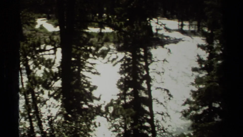 Shadowed 8mm view of reflective stream water seen through evergreen trunks in British Columbia, Canada.