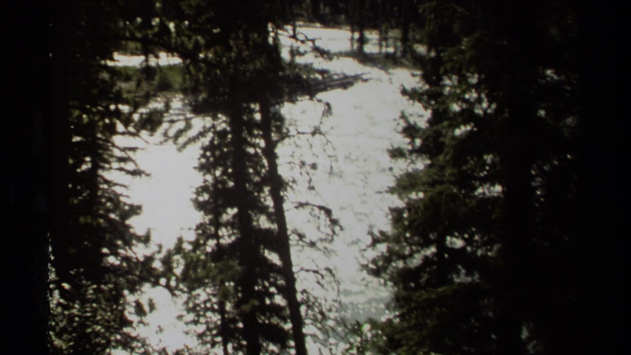 Reflective stream water partially obscured by tall evergreen trunks.