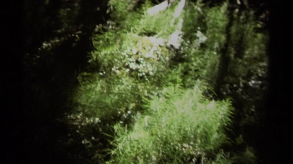 1979 British Columbia 8mm frame looking down at green undergrowth and a pale watercourse through shaded forest.