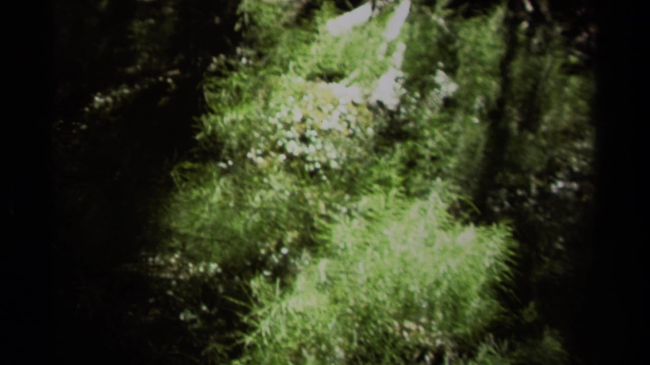 Sunlit green forest undergrowth with dark trees at the frame edges.