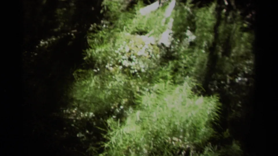 1979 British Columbia 8mm footage shows bright forest foliage and wild undergrowth framed by shadowed trees.