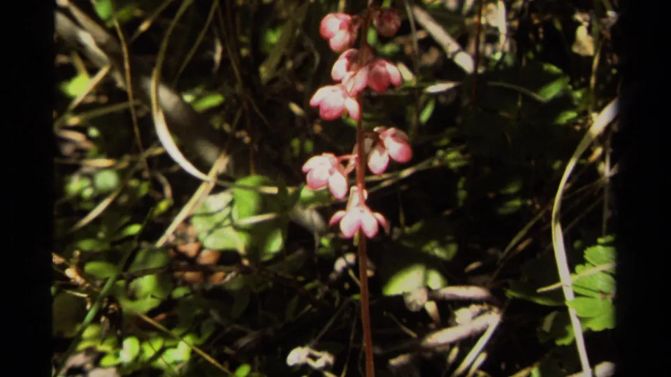 Close 1979 British Columbia 8mm view of pink wildflowers among green leaves and dry twigs on the forest floor.