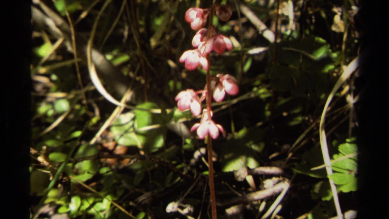 1979 British Columbia 8mm frame showing a small pink wildflower among green leaves, twigs, and patchy forest light.