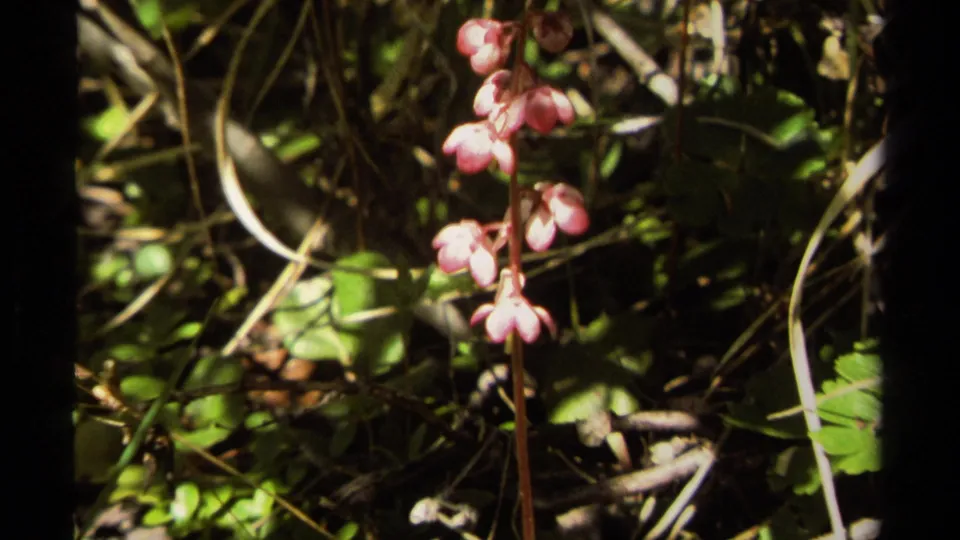 1979 British Columbia 8mm frame showing a small pink wildflower among green leaves, twigs, and patchy forest light.