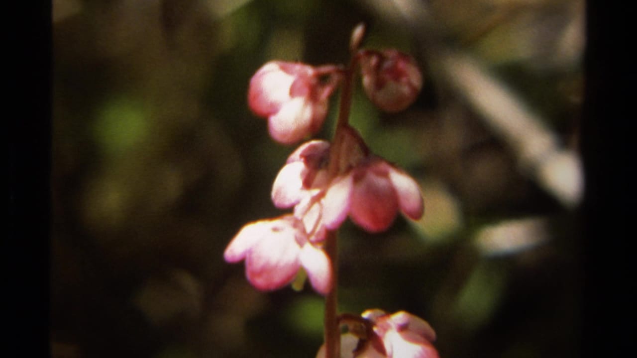 Close-up of pink blossoms against dark green forest background.